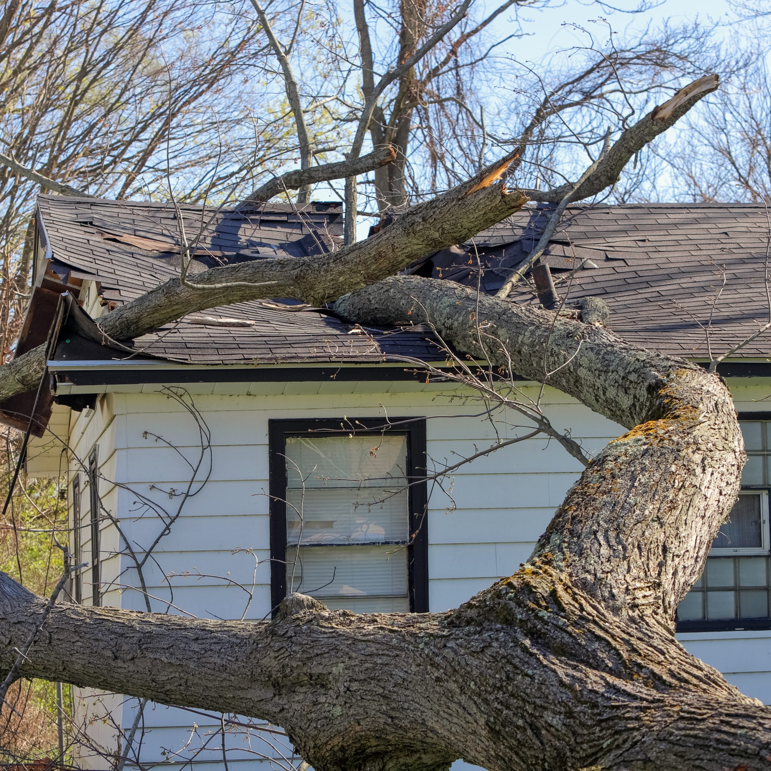 Tree trunk and branches crash through the roof of a house in the aftermath of a severe storm, main focus on roof and house